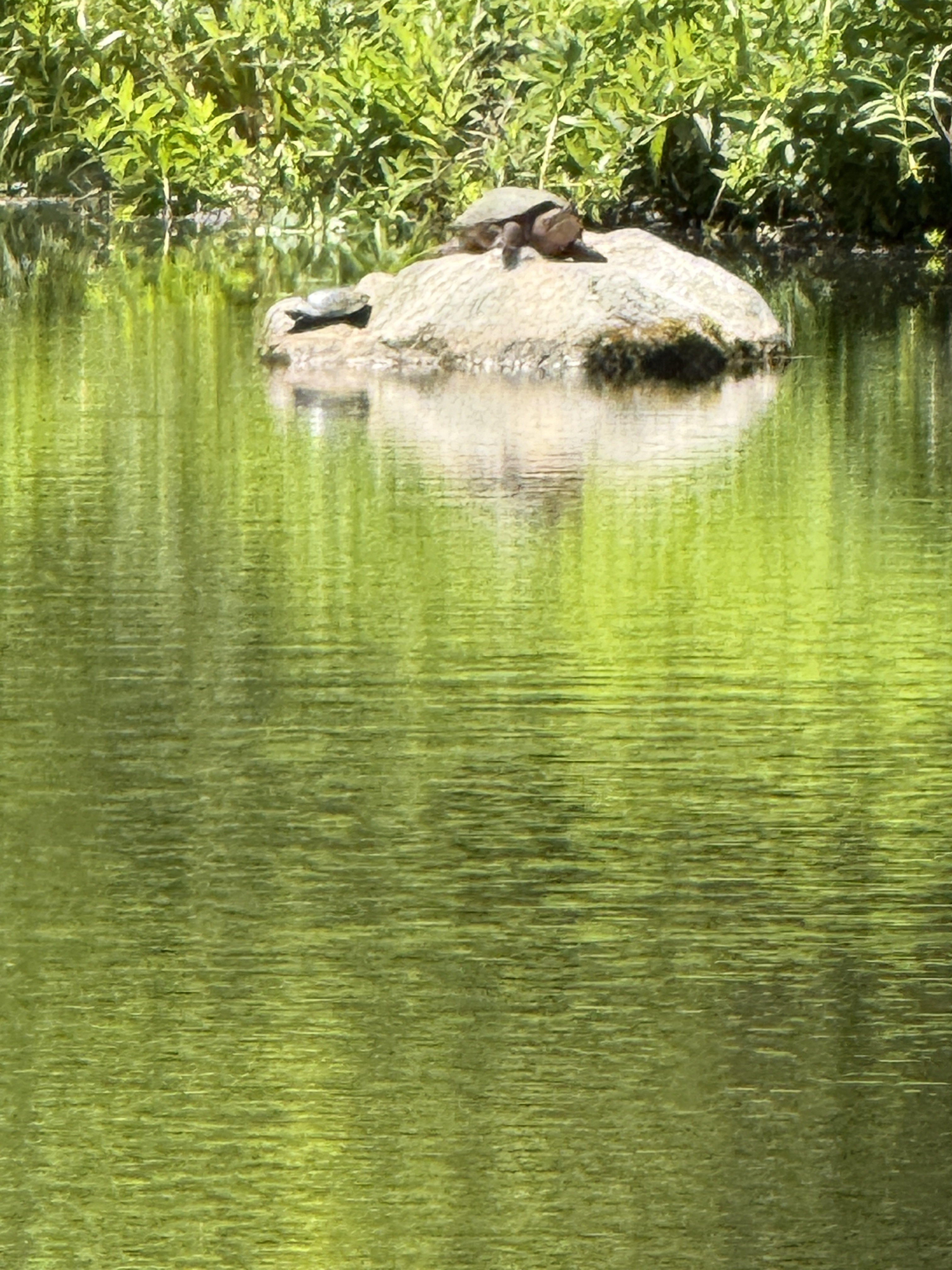 Mystic Bike & Kayak photo